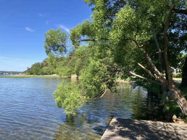 Uferansicht mit Baum, klarem Wasser und blauer Himmel im Hintergrund.